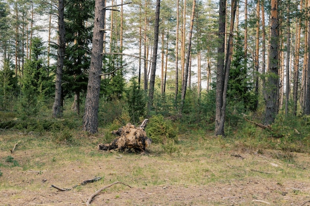 Zdjęcie piękny zielony las w lecie obwód witebski białoruś