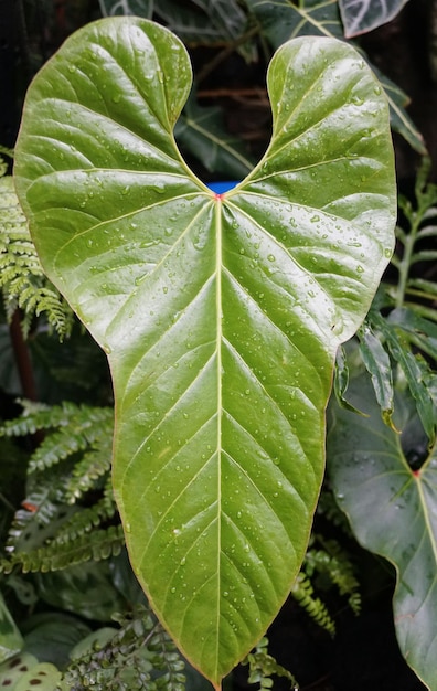 Piękny zielony liść Anthurium Flavolineatum
