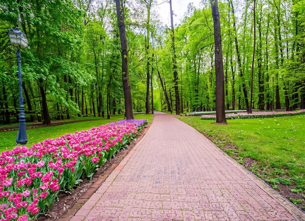 Piękny zielony park i kwiaty między drogą przemian