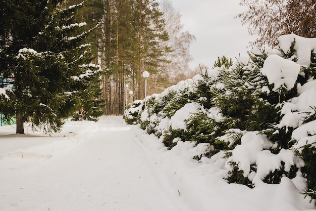 Piękny zima krajobraz z śniegi zakrywającymi drzewami