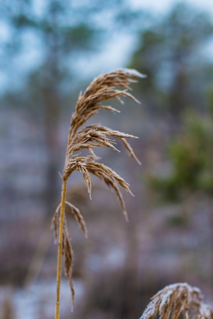 Piękny Zima Krajobraz, Zamarznięta Trawa, Tło