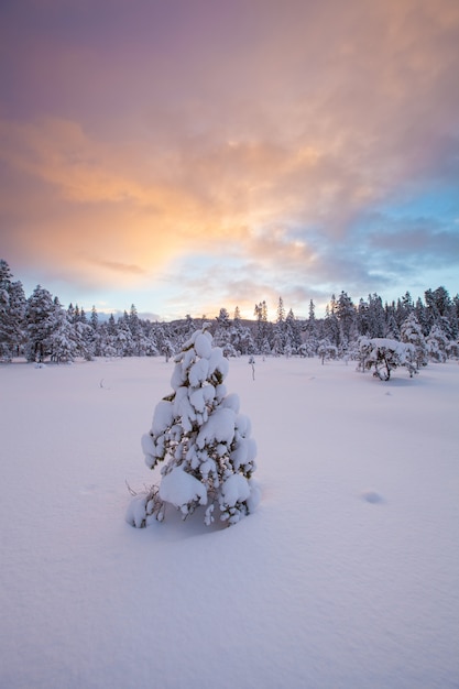 Piękny zima krajobrazu śniegu drzewo
