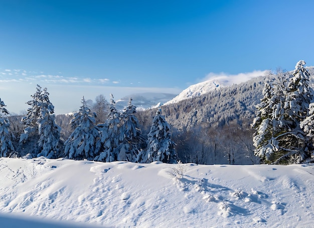 Piękny zimny poranek, śnieżny tło z drzewami, lasem i górą w tle