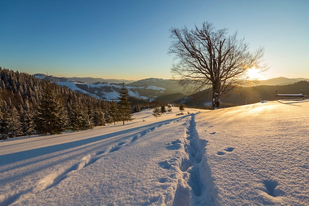 Piękny zimowy krajobraz Bożego Narodzenia. Ścieżka śladu człowieka w krystalicznie białym głębokim śniegu w pustym polu, las świerkowy, wzgórza i góry na horyzoncie na jasnym, błękitnym niebem kopiować tło.