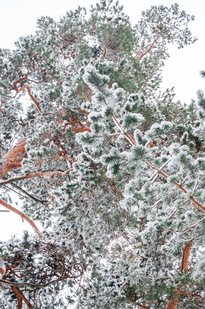 Piękny zimowy krajobraz lasu sosnowego ze śniegiem