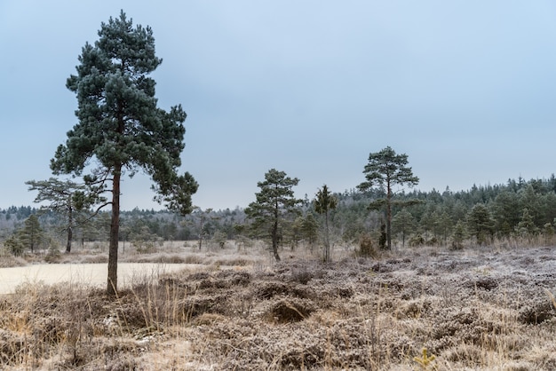 Piękny zimowy krajobraz, szron na bagnach