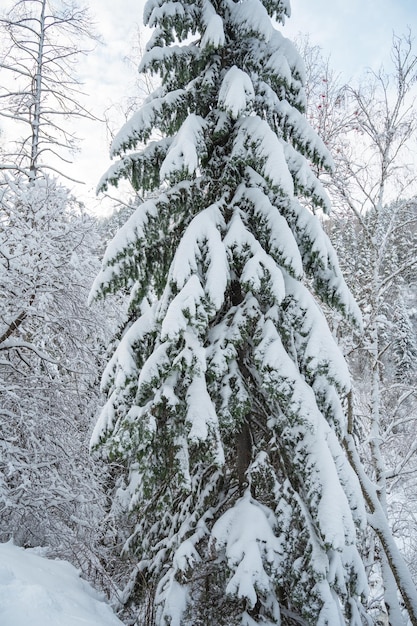 Piękny zimowy krajobraz z jasnymi drzewami pod śniegiem