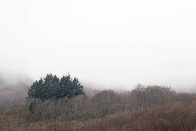 Piękny zimowy krajobraz z mgłą i drzewami na górze