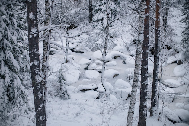 Piękny zimowy krajobraz z pięknymi drzewami pod śniegiem