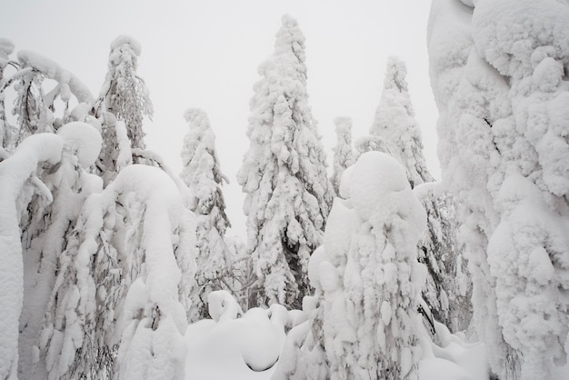 Piękny zimowy krajobraz z pokrytymi śniegiem drzewami. Zimowa bajka