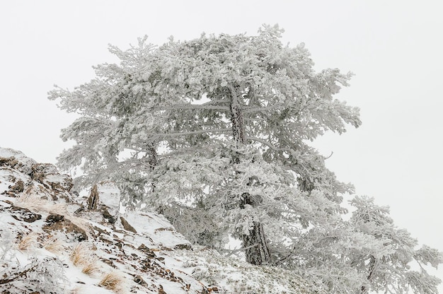 Piękny zimowy krajobraz z pokrytymi śniegiem drzewami.