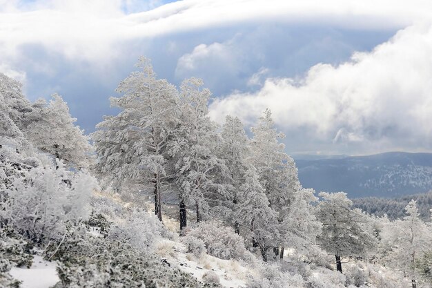 Piękny zimowy krajobraz z pokrytymi śniegiem drzewami.
