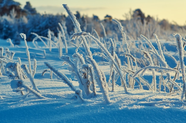 Piękny zimowy krajobraz z sosnowym lasem