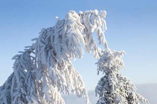 Piękny zimowy krajobraz ze śniegiem pokryte drzewami.