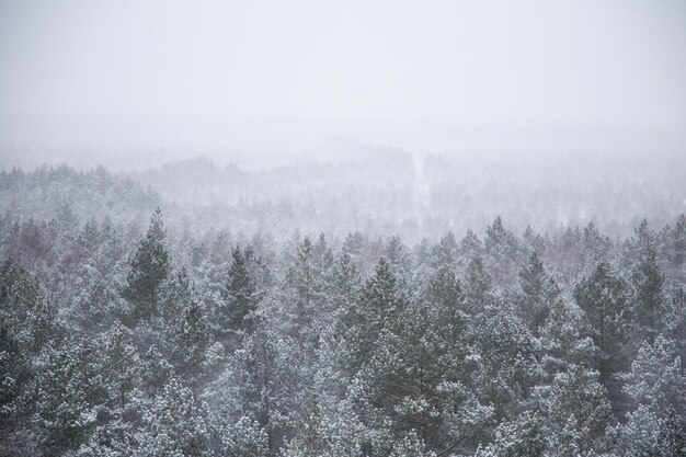 Piękny zimowy krajobraz ze śniegiem w Łotwie