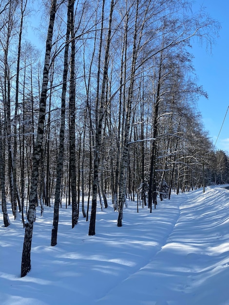 Zdjęcie piękny zimowy krajobraz, znaki narciarskie na śniegu w zimowym lesie, mroźny śnieżny dzień.