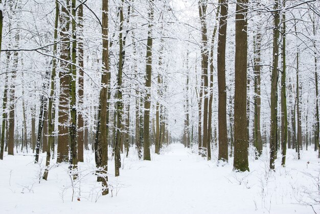 Piękny zimowy las i droga