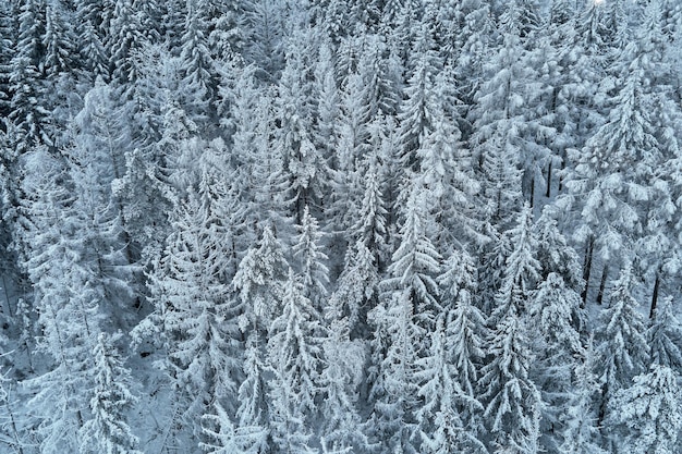 Piękny zimowy las z ośnieżonymi drzewami z lotu ptaka