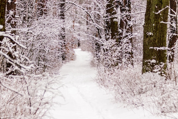 Piękny zimowy las z ubitą ścieżką