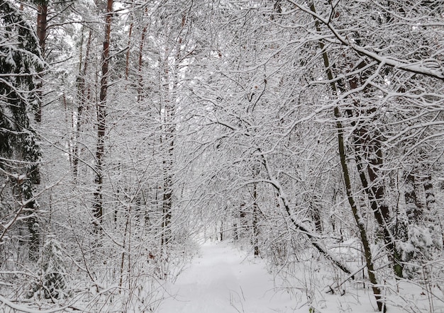Piękny zimowy las ze ośnieżonymi drzewami wiele cienkich gałązek pokrytych puszystym białym śniegiem