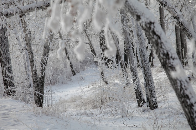 Piękny zimowy mroźny las pokryty śniegiem i szronem