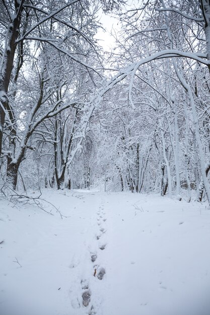 Piękny Zimowy śnieżny Krajobraz W Parku