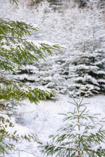 Piękny zimowy zielony las iglasty na zboczach gór Rekreacja na świeżym powietrzu w sezonie zimowym