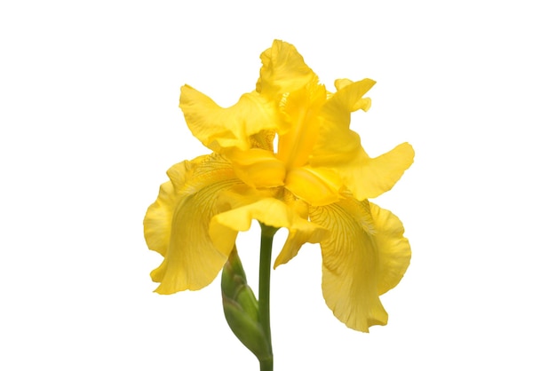 Piękny żółty irysowy kwiat na białym tle. Święta Wielkanocne. Lato. Wiosna. Płaski świecki, widok z góry. Miłość. Walentynki