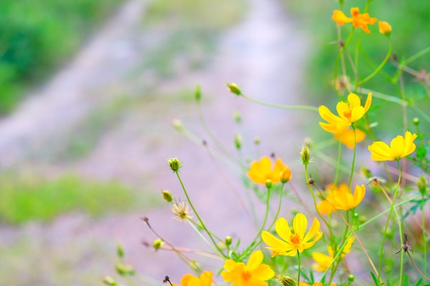 Piękny żółty koloru kwiat i zamazana droga uprawiamy ogródek domową wieś.
