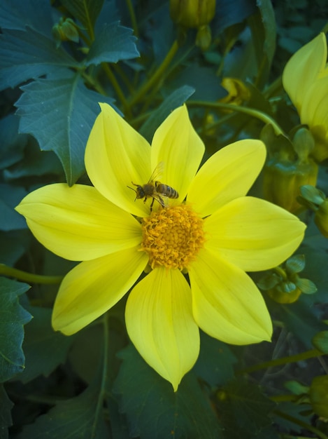 Piękny żółty kwiat dalii rośnie w ogrodzie Jesienny kwiat OgrodnictwoxA