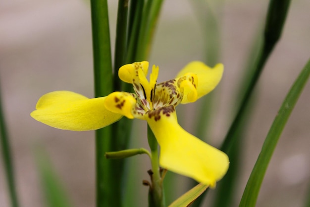 Piękny żółty kwiat orchidei kwitnący czarujący