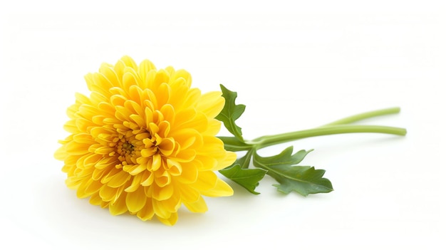 Piękny żółty kwiat z zielonymi liśćmi na białym tle Kwiat jest w centrum uwagi, a płatki są jasno żółte.