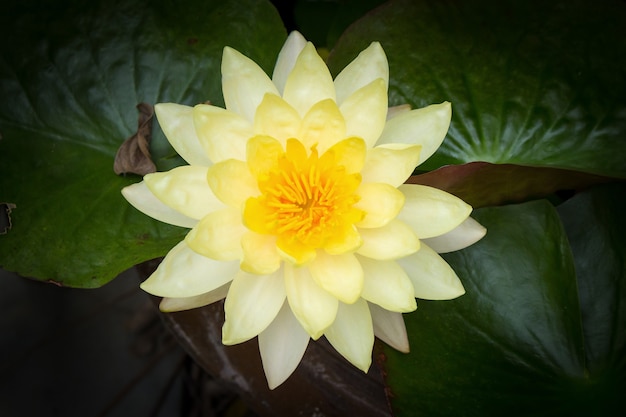 Piękny żółty Lotosowy Kwiat Kwitnie