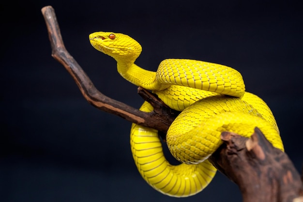 Piękny żółty wąż żmija z bliska