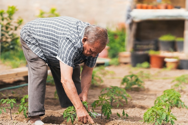 Pielęgnacja i zbiór roślin, ogrodnictwo starszego mężczyzny