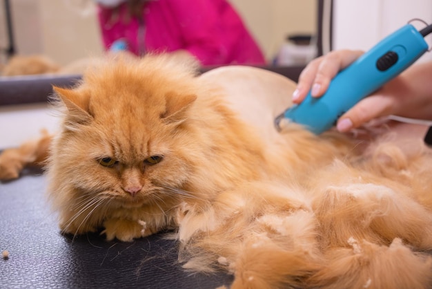 Pielęgnacja kota z narzędziem do zrzucania sierści. koncepcja medycyny, zwierząt domowych, zwierząt, opieki zdrowotnej i ludzi.