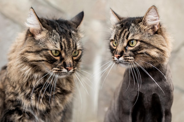Pielęgnacja kotów w salonie kosmetycznym dla zwierząt Kot przed strzyżeniem i kot po strzyżeniu