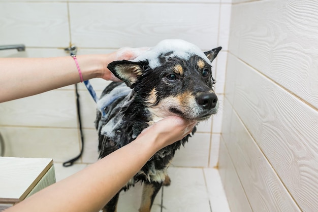 Pielęgniarka myje ręce Shiba dogum w łazience Shiba Inu Care