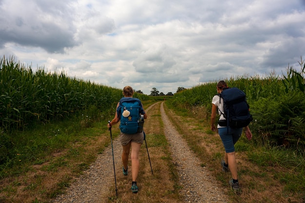 Pielgrzymi idący obok pola kukurydzy francuską drogą drogi św. Jakuba zwanej Chemin