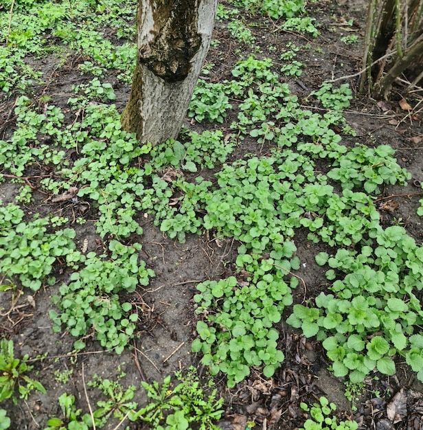 Pień drzewa otoczony jest małymi zielonymi roślinami, a liście są z ziemi.