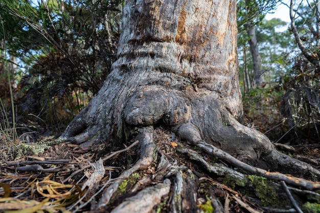 pień i korzenie gumtree w australijskim krzaku wiosną