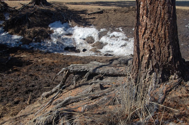 Pień sosny i korzenie wystające z ziemi Wiosną śnieg jeszcze nie stopił