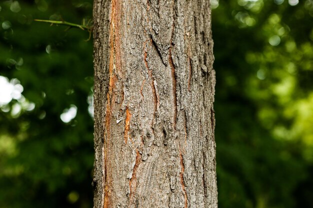 Pień sosny Naturalne tło