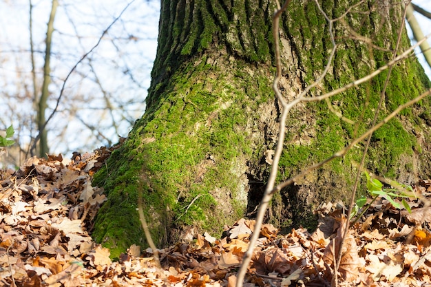 Pień starego drzewa, porośnięty zielonym mchem i oświetlony światłem słonecznym, pora jesienna, na ziemi leży opadłe liście opadłe liście, zbliżenie