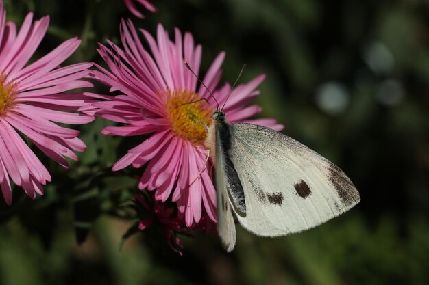 Zdjęcie pieris brassicae, duża biała zwana także kapustą motylkową, kapustą białą, ćmą kapustną