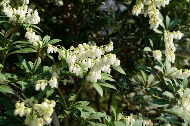 Pieris formosa, andromedas, fetterbushes lub Pieris japonica