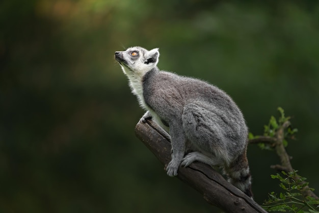 Pierścień tailed lemur