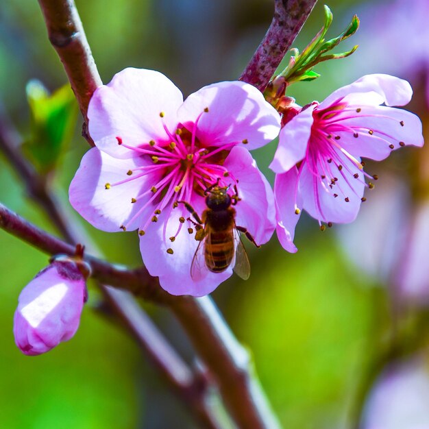 Zdjęcie pierwiastek kwitnący brzoskwinia