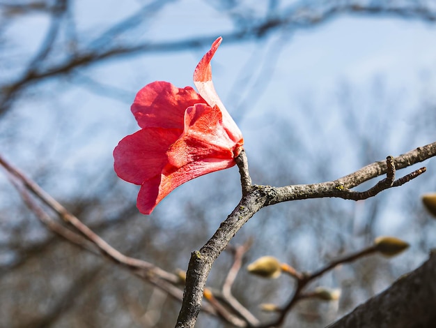 Pierwsze czerwone kwiaty i pąki na gałęziach magnolii