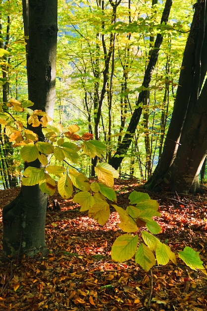 Pierwsze jesienne żółte liście w słonecznym górskim lesie bukowym